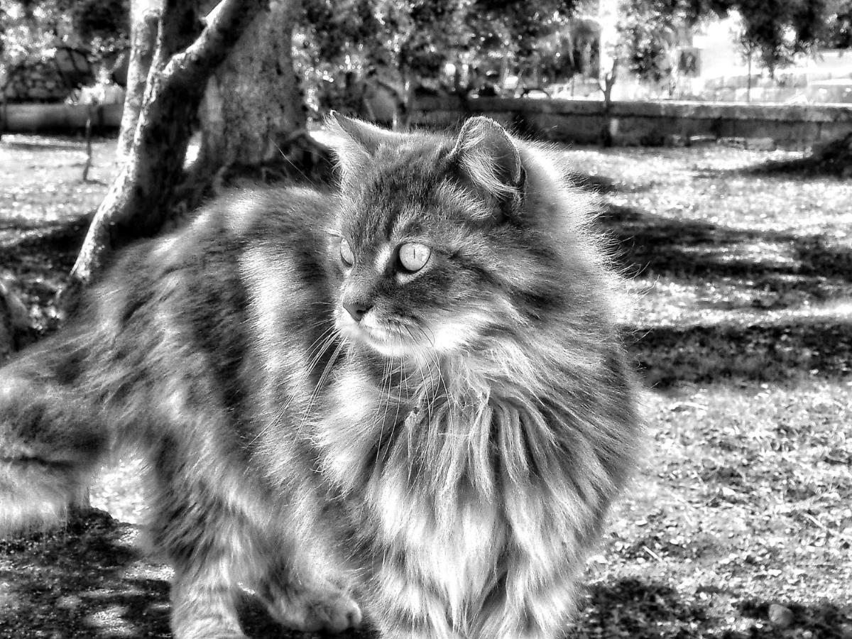 La Cummersa Del Gatto Locorotondo Exteriör bild